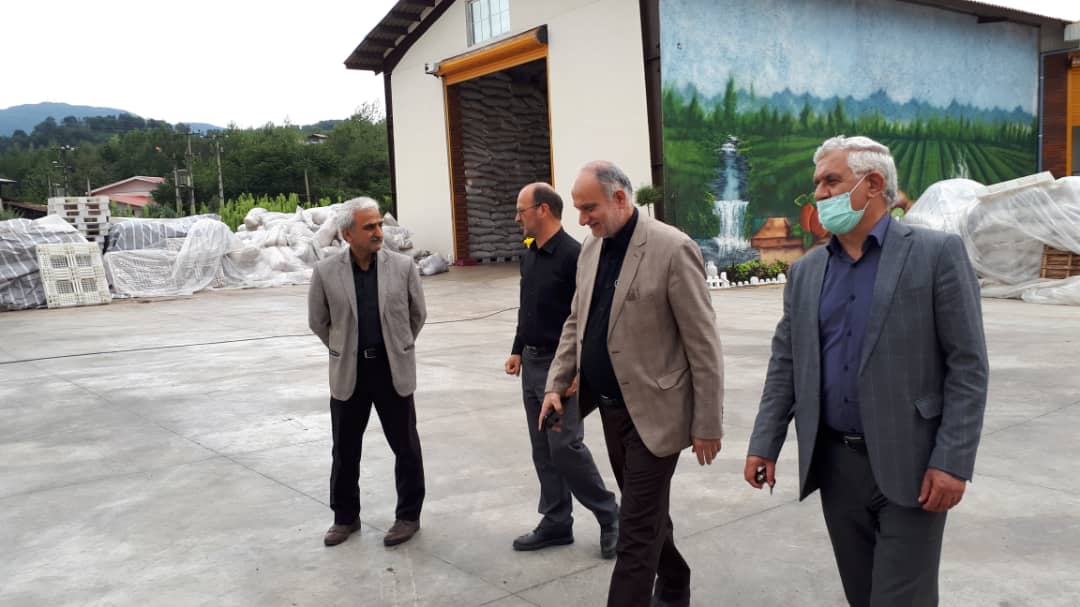 بازدید رئیس سازمان چای کشور از تعدادی از واحدهای صادرکننده چای و بررسی مشکلات و رفع موانع موجود در صادرات