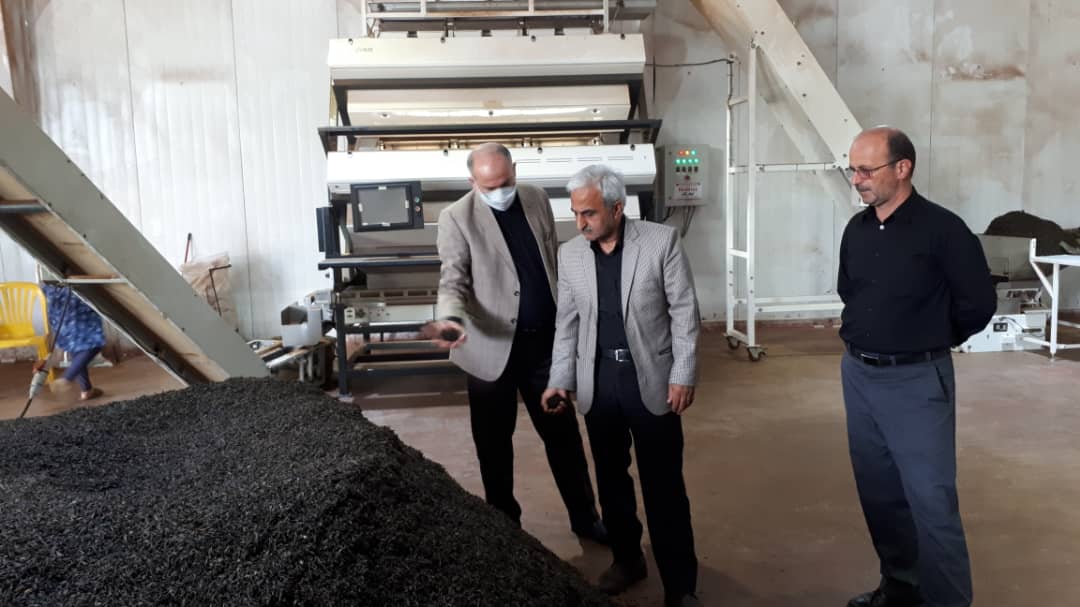 بازدید رئیس سازمان چای کشور از تعدادی از واحدهای صادرکننده چای و بررسی مشکلات و رفع موانع موجود در صادرات