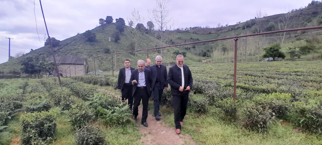 بازدید رئیس سازمان چای کشور از باغات چای شمال کشور