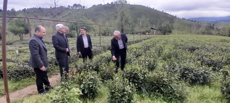 بازدید رئیس سازمان چای کشور از باغات چای شمال کشور