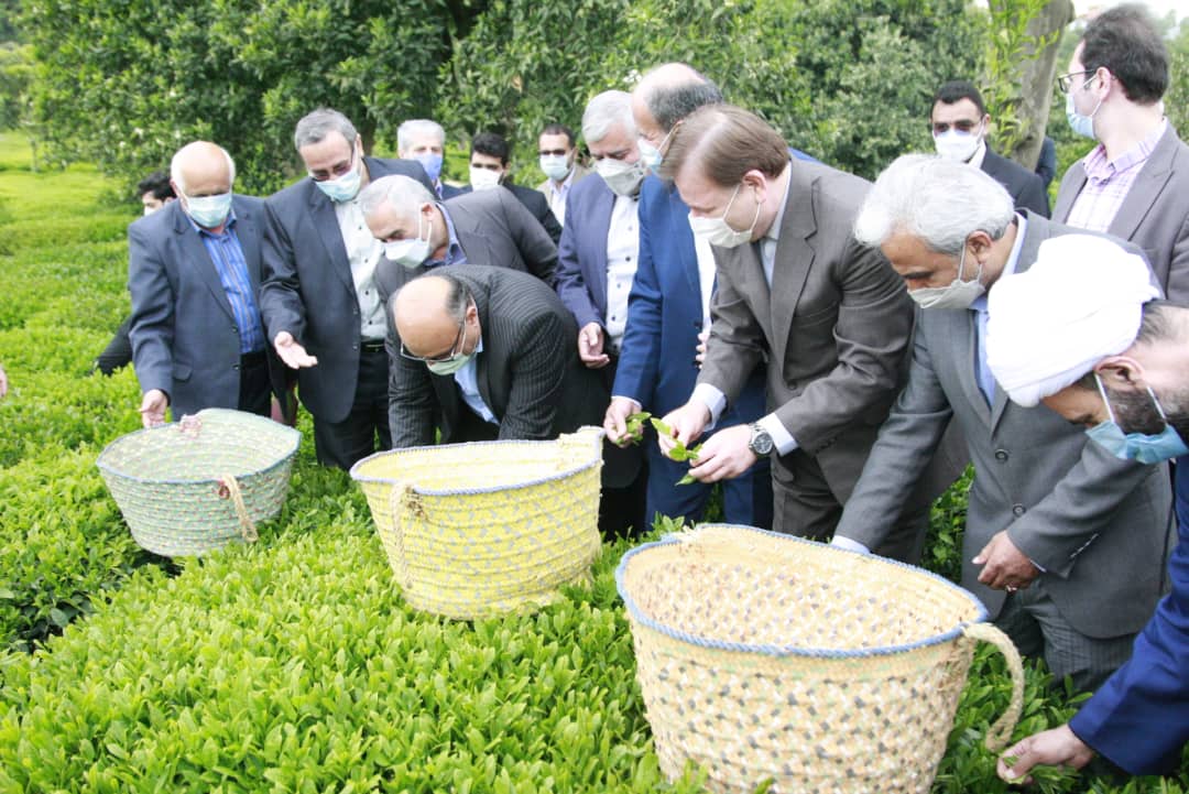 مراسم آغاز برداشت برگ سبز چای با حضور استاندار محترم و نمایندگان محترم شهرستانهای چایخیز استان گیلان برگزار گردید