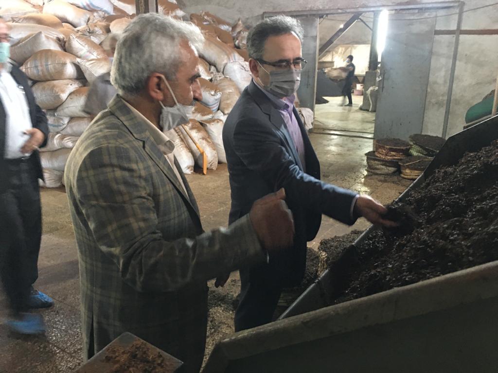 بازدید رئیس سازمان چای کشور از کارخانجات چایسازی رشت