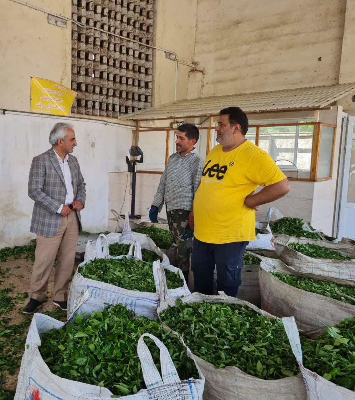 بازدید رئیس سازمان چای کشور همزمان با آغاز برداشت چین دوم برگ سبز چای از مراکز خرید تضمینی 