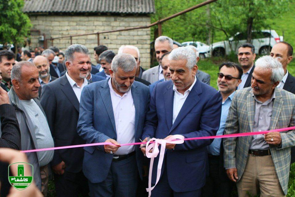 مراسم برداشت نمادین برگ سبر چای در شهرستانهای لاهیجان و لنگرود برگزار شد