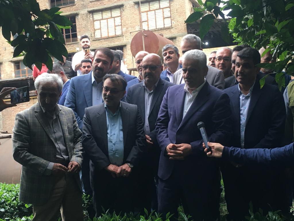 مراسم برداشت نمادین برگ سبر چای در شهرستانهای لاهیجان و لنگرود برگزار شد
