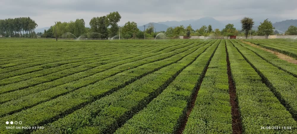 شروع پرداخت تسهیلات به چایکاران و کارخانجات چایسازی