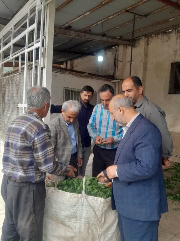 بازدید رئیس سازمان چای کشور از کارخانجات چایسازی گیلان و مازندران