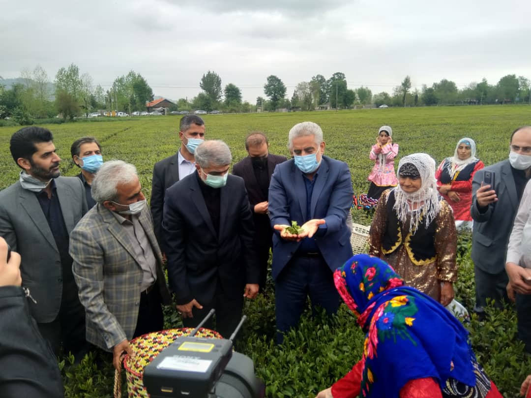 مراسم برداشت نمادین برگ سبز چای و خرید تضمینی سال1401 برگزار شد