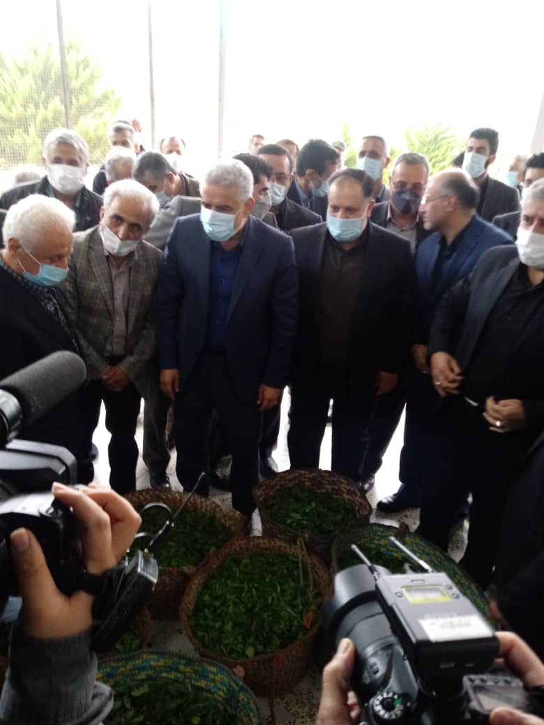 مراسم برداشت نمادین برگ سبز چای و خرید تضمینی سال1401 برگزار شد