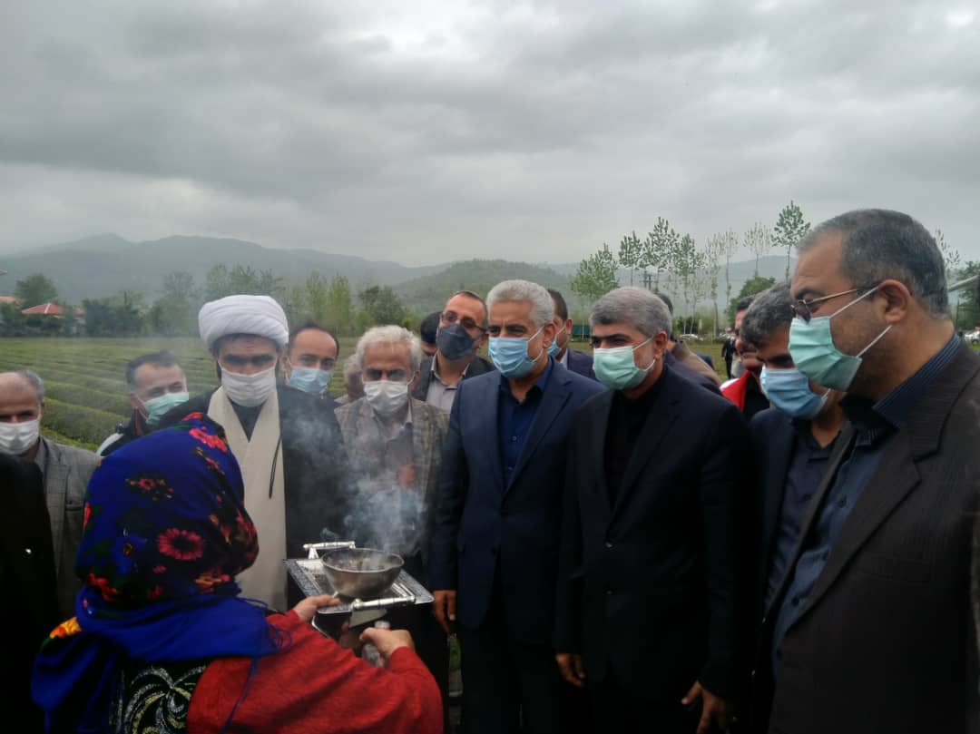 مراسم برداشت نمادین برگ سبز چای و خرید تضمینی سال1401 برگزار شد