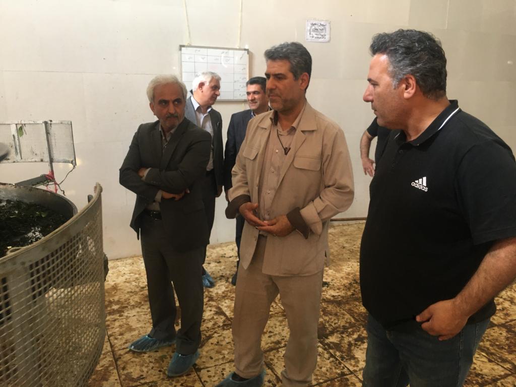 بازدید رئیس سازمان چای کشور به همراه استاندار محترم و نمایندگان شهرستانهای چایخیز از کارخانجات چایسازی