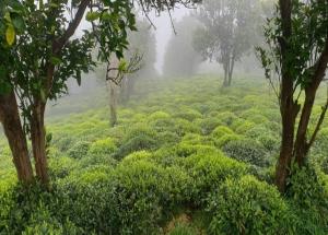 تمدید مهلت خرید برگ سبز چای تا 10 آبان 