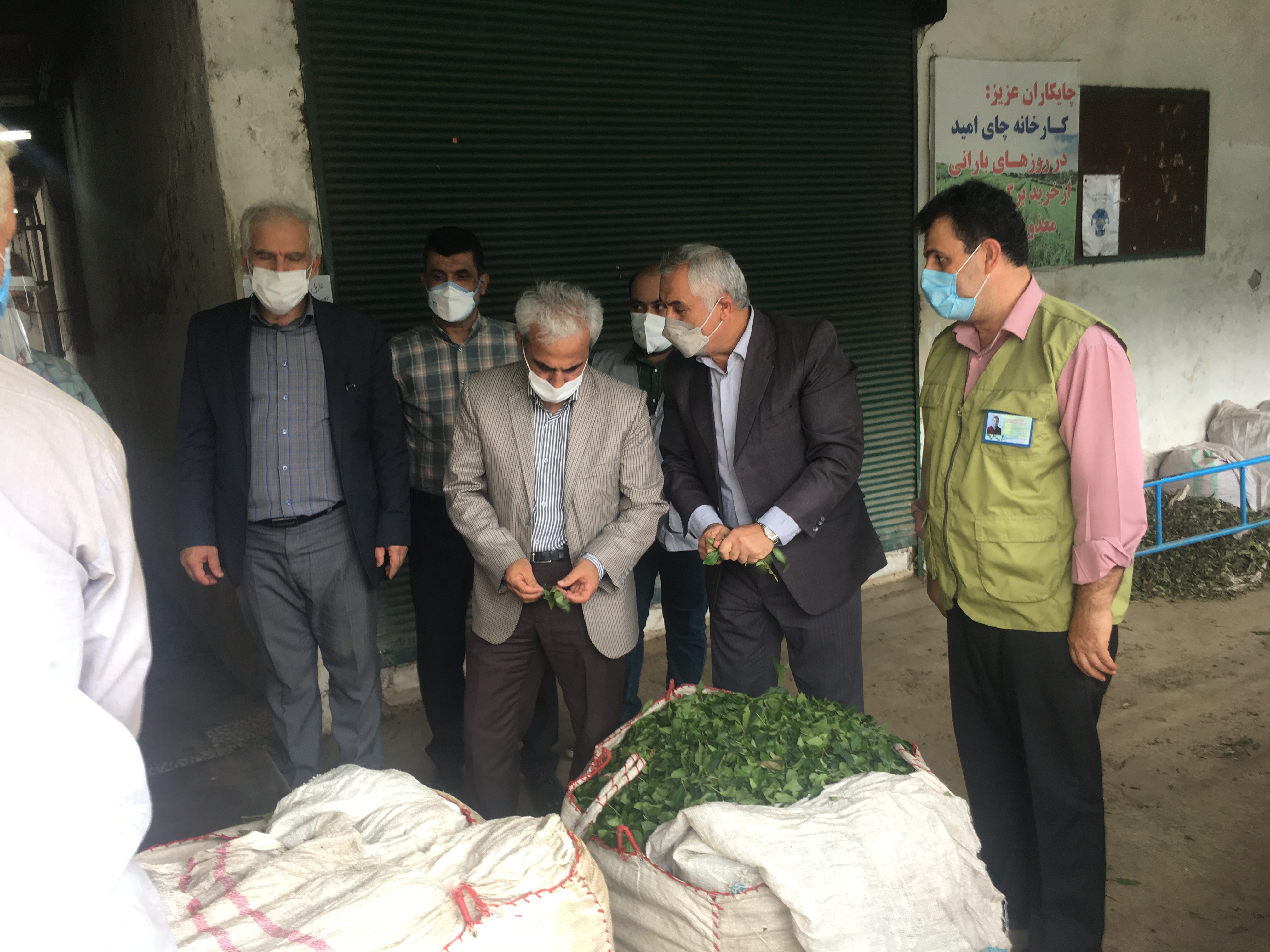 با شروع برداشت چین تابستانه برگ سبز چای رئیس سازمان چای کشوراز کارخانجات شهرستان لنگرود بازدیدکرد