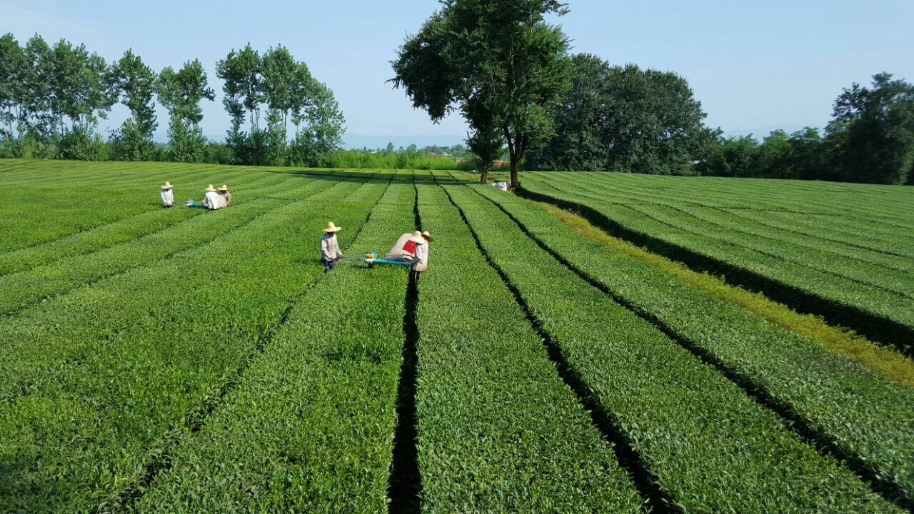 ماشین آلات برگ چین و هرس کمک زیادی به باغات مکانیزه چای می کنند و در صورتی که بوته سازی در باغات چای انجام شده باشد استفاده از ماشین آلات باعث کاهش هزینه کارگری و سرعت در برداشت خواهند شد.