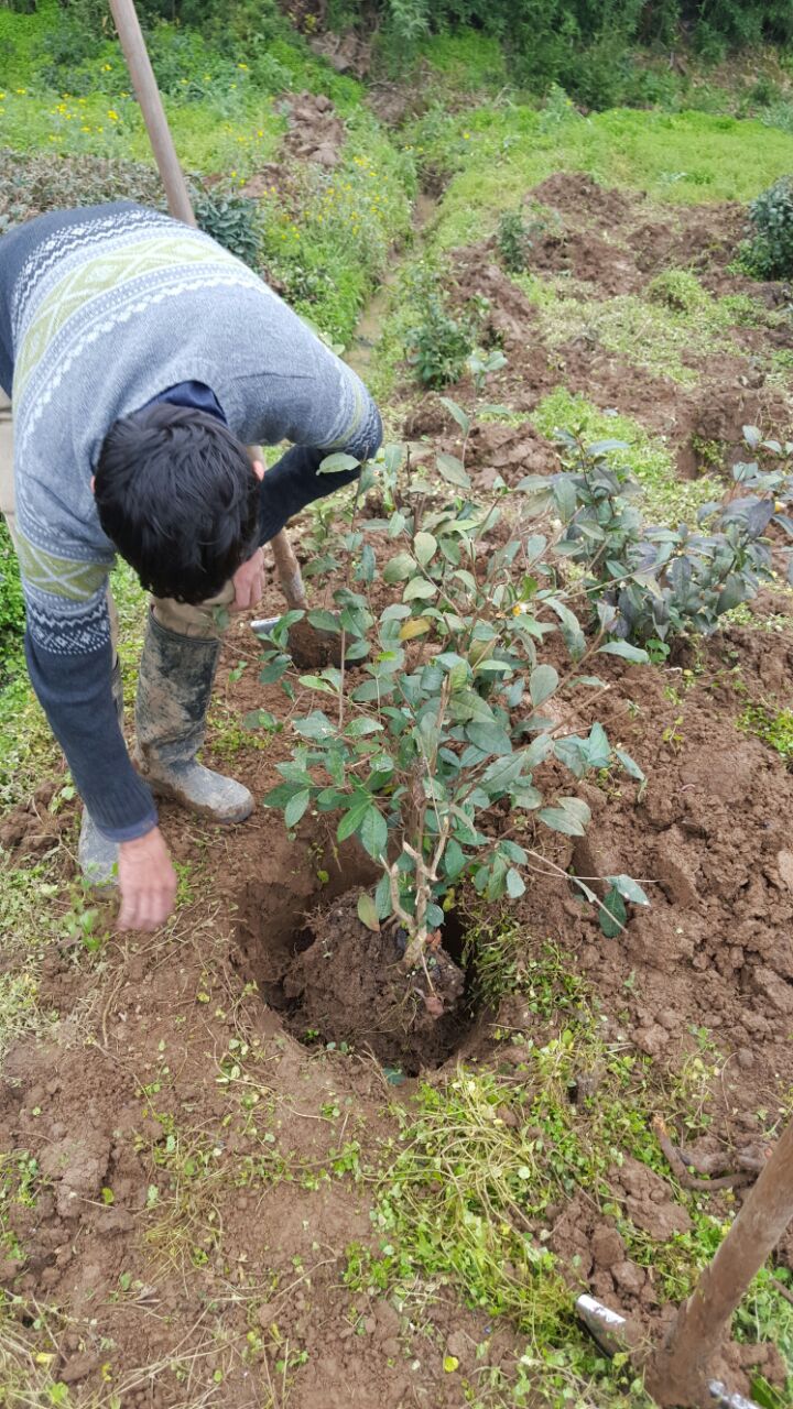 این کشت و جابجایی بوته برای زمین هایی است که بوته وجود ندارد و یا خالی از بوته است