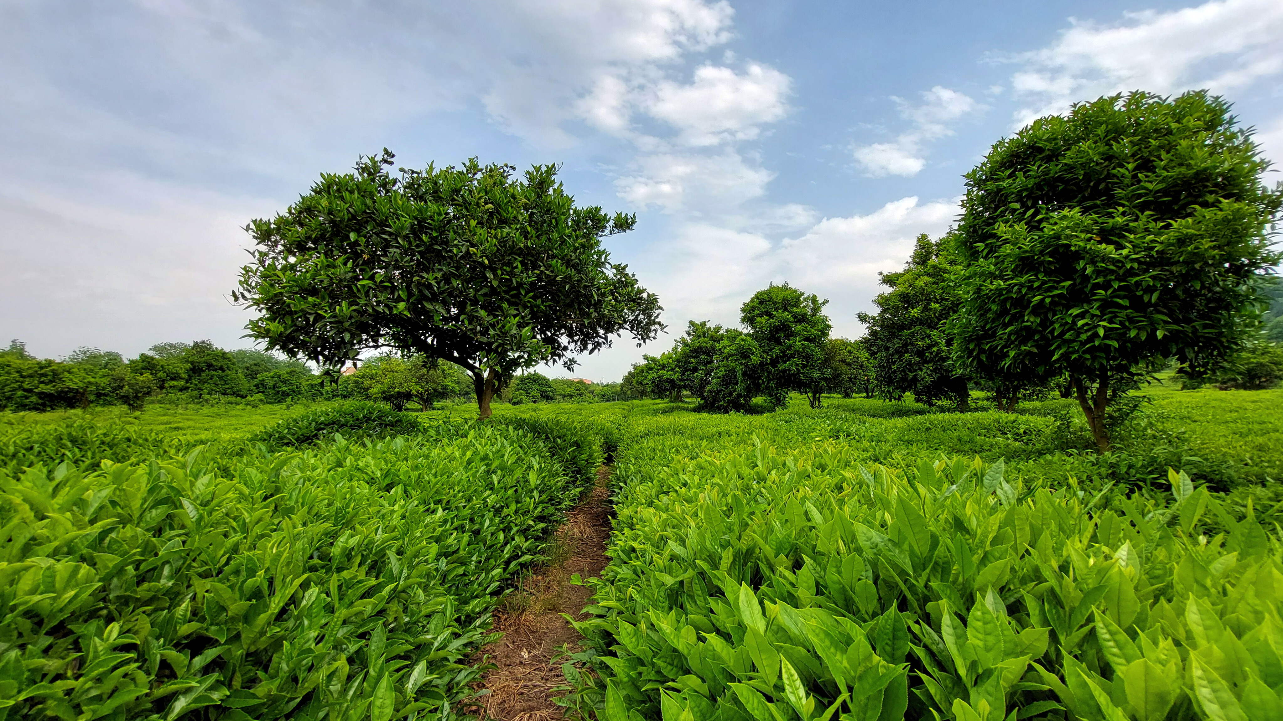 باغات چای شمال کشور