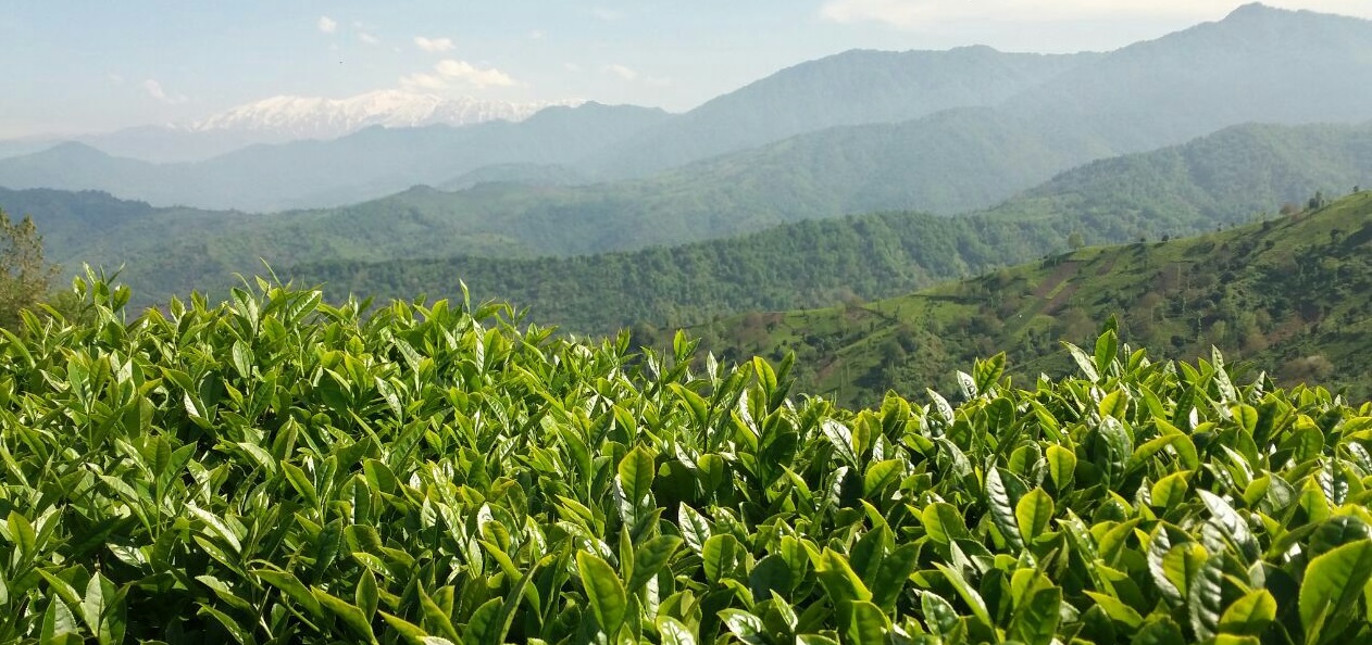 باغات چای، از زیباترین مناظر دیدنی شمال ایران